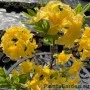 Rododendron YELLOW POM POM